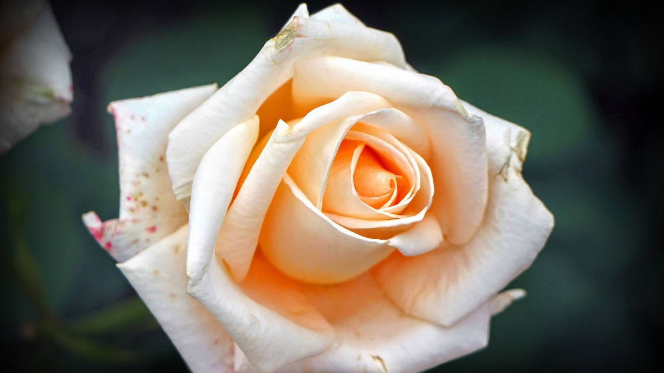 Blush