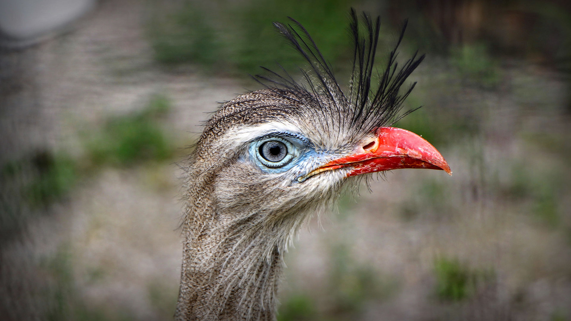Plumage